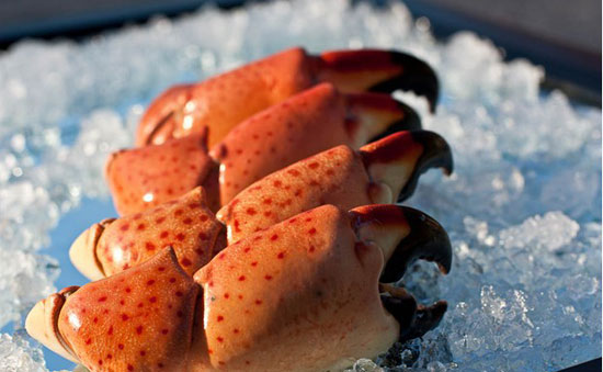 【佛罗里达石蟹】只能吃蟹钳的极品海鲜——佛罗里达石蟹