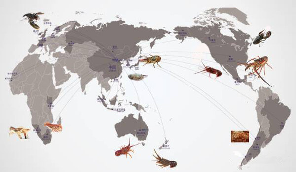 【龙虾】史上最全的龙虾种类大全，看谁还敢忽悠你！.jpg