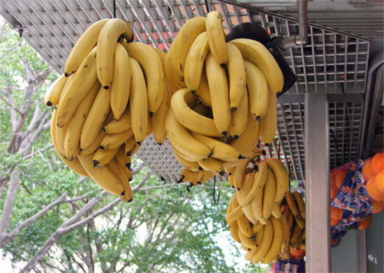 【香蕉】原来香蕉以前是有籽的！？.jpg