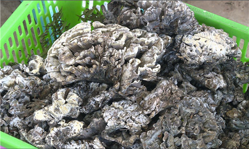 在云南，最名贵的野生菌不是松茸，是它！