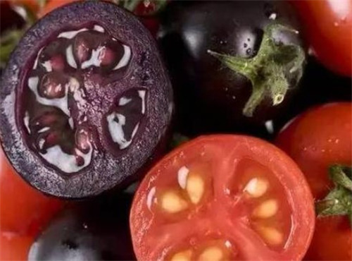 黑色的番茄，你有见过吗？