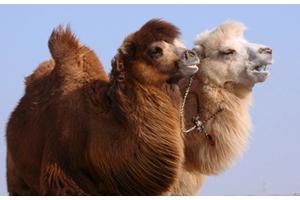 沙漠之舟变盘中佳肴——骆驼