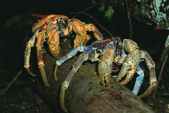 【椰子蟹】爱吃椰子的强盗蟹——椰子蟹