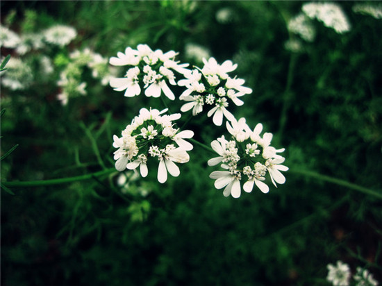 【芫荽】芫荽真的是个奇物,你肯定还不知道!