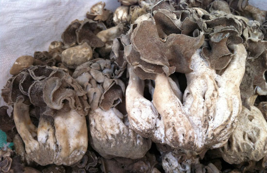 【巴楚菇】头顶着“木耳”的蘑菇——巴楚菇