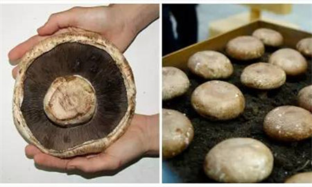 【牛排菇】生在树上的菌菇，长在山上的“牛肉”