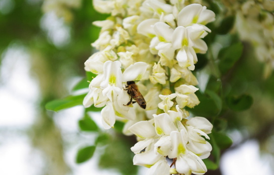 【槐花】可观可食可药的花食材——槐花的做法及营养功效