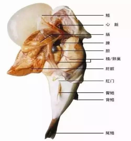 安全烹饪河豚的7个要点、22个步骤，厨师必知！