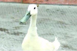 中国最牛的鸭，被誉为“鸭类国粹”，你见过吗？