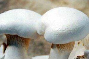 这种菌长得神似灵芝，还被誉为“天山神菇”！