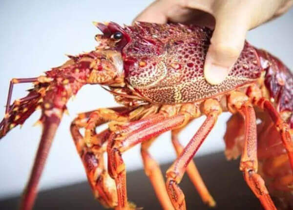 【龙虾】史上最全的龙虾种类大全，看谁还敢忽悠你！.jpg