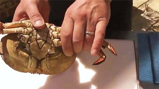 这种肉蟹，蟹黄竟然比蟹足足多10倍！
