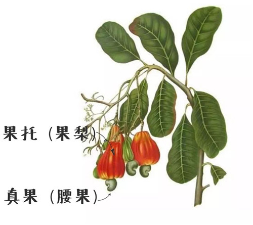 【腰果】粤菜常用的美洲食材，原来它还随身携带“毒物”！