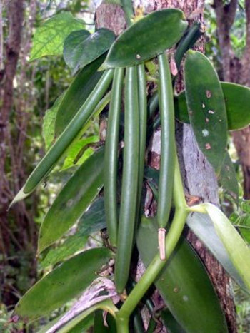 【香草】这种食材鼎鼎大名，可它到底长什么样？