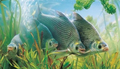 【武昌鱼】让文人叨念的鱼——武昌鱼的做法及营养功效