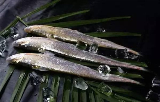 【刀鱼】春季最早的时令鲜鱼，也是当今国内的天价鱼