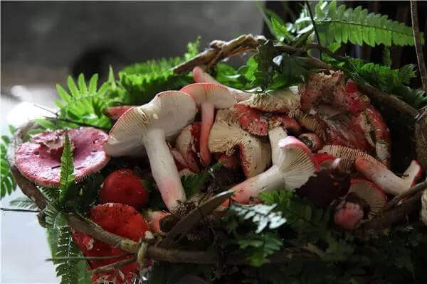 【红菇】天价红菇一斤3000块，到底贵在哪里？.jpg