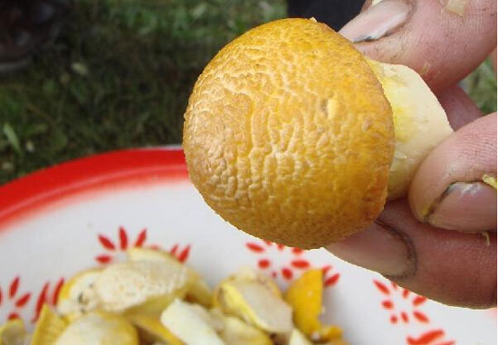 【黄菇】菇类极品的“草原仙菇”——黄菇的做法及营养功效