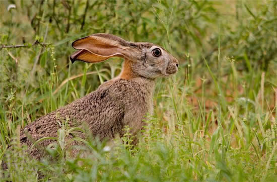 【草兔】美味的美容肉——草兔