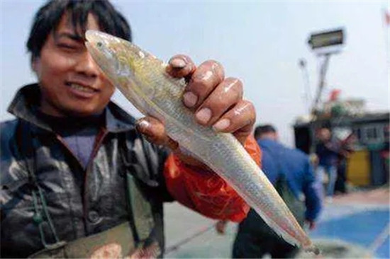 12种中国最珍贵的顶级食用鱼