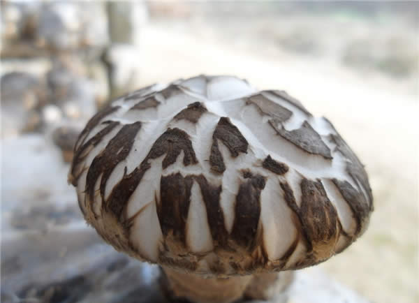 【花菇】香菇中的上品——花菇
