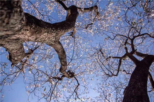 一桌鲜花即成宴！带你领略云南鲜花宴的魅力！