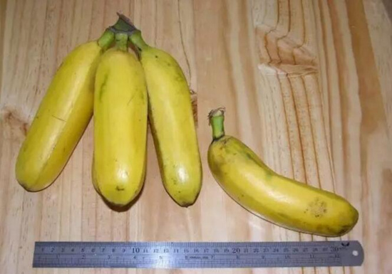 【香蕉】原来香蕉以前是有籽的！？.jpg