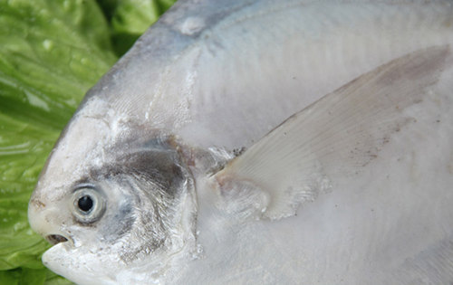 【斗仓鱼】江湖地位极高的粤式野生食材