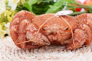 日本三大名蟹之一，10年的成长才有幸爬上你的餐桌