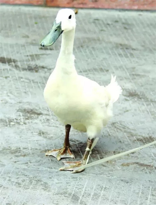 中国最牛的鸭，被誉为“鸭类国粹”，你见过吗？