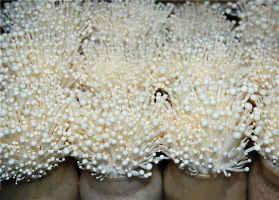 【金针菇】可以增长智力的菇——金针菇