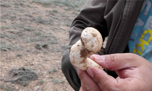 这种菌长得神似灵芝，还被誉为“天山神菇”！