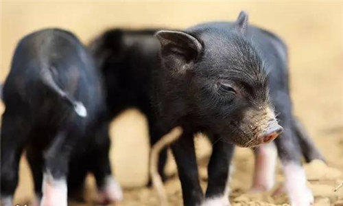 【藏香猪】一只为猪正名的猪，一种奇香无比的食材
