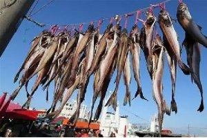 朝鲜民族最爱吃的鱼——明太鱼