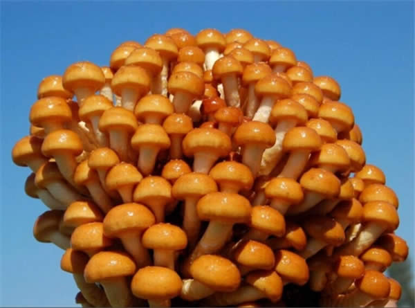 【滑子菇】好吃又美味的珍稀品种——滑子菇
