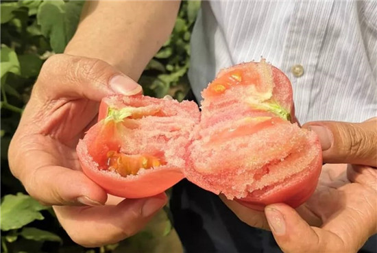 它是“世界上最好吃的西红柿”？网友：名副其实！