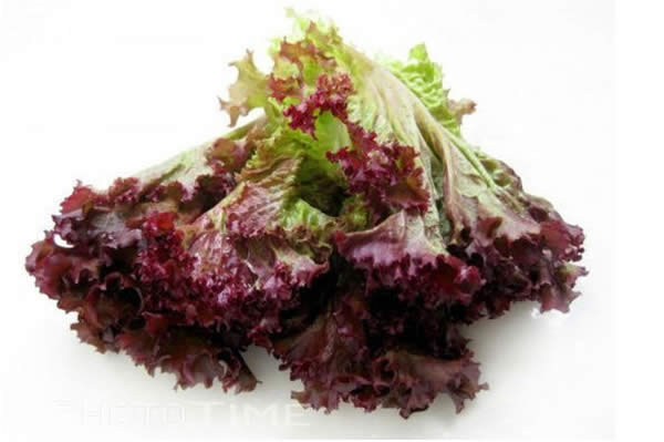 【紫叶生菜】西餐必不可少的蔬菜