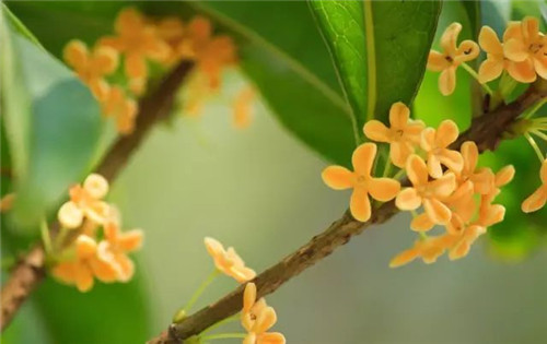 【桂花】沁人心脾的香味，甜香氤氲的食材