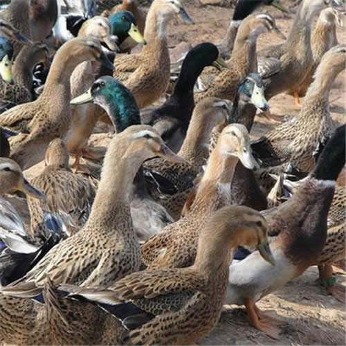 这十万只即将“出征”巴基斯坦的绍兴鸭，好吃吗？