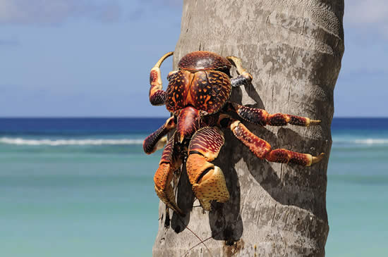【椰子蟹】爱吃椰子的强盗蟹——椰子蟹
