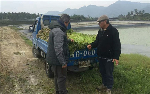 这种食材被誉为“美人菜”，马上要火！值得一试！