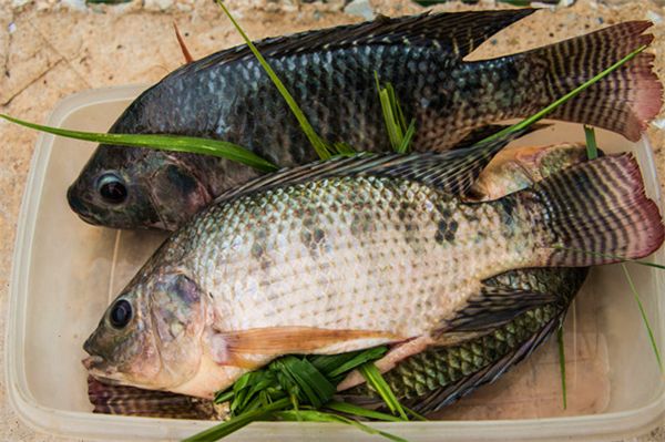 【罗非鱼】蛋白质的主要来源之一——罗非鱼