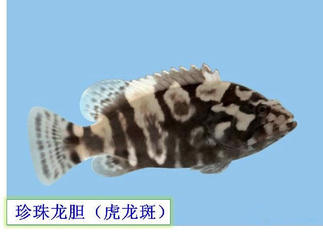 【石斑鱼】可能是史上最权威的石斑鱼介绍，如何区分珍珠龙胆、龙