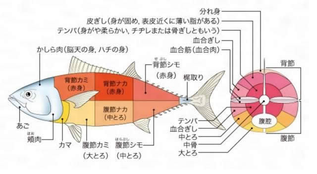 【金枪鱼】金枪鱼哪个部位最值钱？