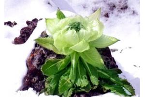 天山雪莲真的存在吗——雪莲花