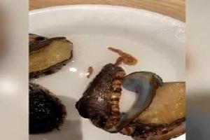 顾客餐盘里的鲍鱼爬出两条虫，厨师：这是能吃的！随即，网友们反应很激烈！
