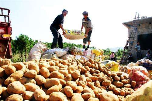 民以粮为天,土豆“出山”助力脱贫——食全美味公司