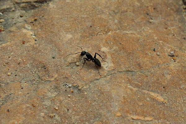黑蚂蚁的功效与作用