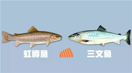 国家为三文鱼正名！那家说自己其实在卖虹鳟鱼的日料店，尴尬不？