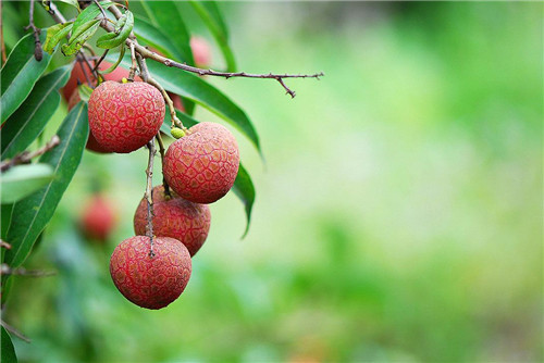 荔枝入馔并不难！大厨教你把夏天的味道做成菜！解暑又去腻！